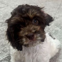 Sofi - Brown and white female Cockapoo puppy in Queens, New York from The 2 Musketeers_Cockapoos