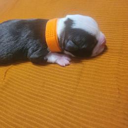 Boston Terrier Puppies from Baldwins Boston Terriers