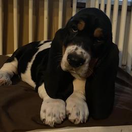 Basset Hounds from T-n-T Bassets