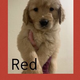 Red - Golden male Golden Retriever puppy in Mountain Home, Idaho from Poppy's Garden Golden Retrievers