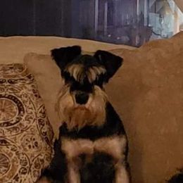 Piggy - Miniature Schnauzer