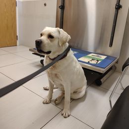 Persephone - Yellow female Labrador Retriever puppy in Holyoke, Massachusetts from Urban Oak Labradors LLC