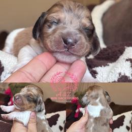 Delightful Derrick - Dapple male Dachshund puppy in Hornbeck, Louisiana from A&Z Mini Dachshunds