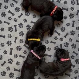Black female 3 - Black female Cane Corso puppy in Clewiston, Florida from Far From Average Kennels