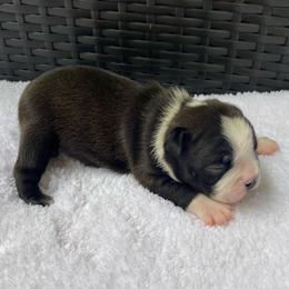 AKC Luna - Black brindle and white female Boston Terrier puppy in Imperial, Missouri from Boston Kup Breeders