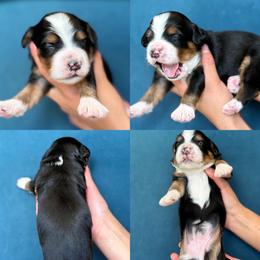 Paul - Tri-color male Bernedoodle puppy in Yuciapa, California from AlltheDoodlez_