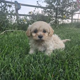 Latte - Cream female Goldendoodle puppy in Montrose, Colorado from Gnomies Furry Friends