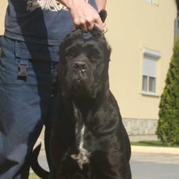 Cane Corso from Hub City Kennel