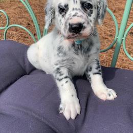 Dalmatian Puppies from Clarks 101 Dalmatians