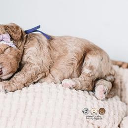 Bernedoodle and Goldendoodle Puppies from Hommel’s Mini Darling Doodles