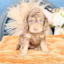 Virginia - Chocolate female Australian Labradoodle puppy in Taylor, Michigan from Mi Best Doodle Ever, LLC