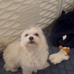 Azora - Maltese