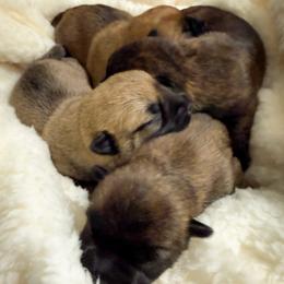 Cairn Terrier puppies from Stone & Thistle Cairn Terriers
