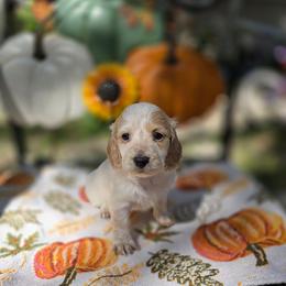 Snowy - Piebald female Dachshund puppy in Lady Lake, Florida from K Rae's Dachshunds