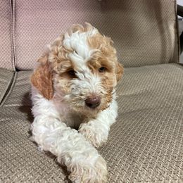 Goldendoodle Puppies from GPS Doodles