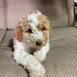 Goldendoodle Puppies from GPS Doodles