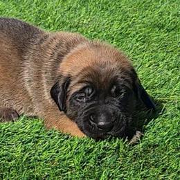 Walter (Dark Blue Collar Apricot Boy) - Apricot male Mastiff puppy in Auburn, Kansas from Puppy Paradise:  English Mastiff Puppies & Standard Goldendoodle Puppies