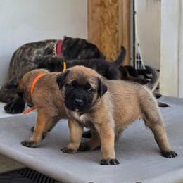 Dark Pink Collar Apricot Girl - Apricot female Mastiff puppy in Auburn, Kansas from Puppy Paradise:  English Mastiff Puppies & Standard Goldendoodle Puppies