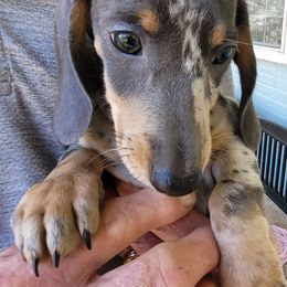Levi - Blue and cream male Dachshund puppy in Randolph, Texas from Spindle's Little Treasures