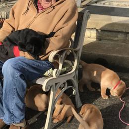 Labrador Retrievers from Punches Paws Labradors