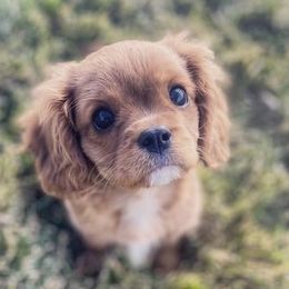 Maggie - Cavalier King Charles Spaniel