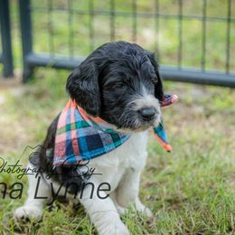Goldendoodle Puppies from New Moon Farm Goldendoodles
