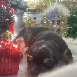 CoCó - Parti female Yorkshire Terrier puppy in Las Vegas, Nevada from Yorkie Love