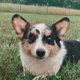 Ty - American Corgi