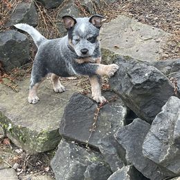 Australian Cattle Dog Puppies from 4Directions Cattle Dogs