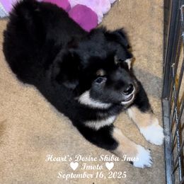 Imoto (Woolly Black and Tan Female) - Black and tan female Shiba Inu puppy in Derby, Kansas from Heart’s Desire Shiba Inus