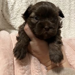 Mal-Shi, Maltese, and Maltipoo Puppies from Joy-fur puppies