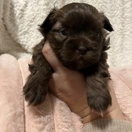 Mal-Shi, Maltese, and Maltipoo Puppies from Joy-fur puppies