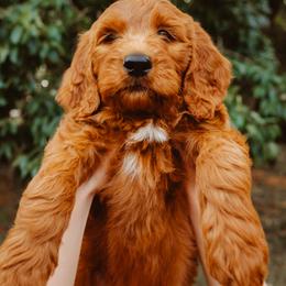 Goldendoodle Puppies from Bows & Ties Doodles