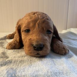 Freddie - Red  male Goldendoodle puppy in Lowville, New York from Adirondack Labradoodles