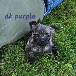 Girl  purple - Wheaten brindle female Cairn Terrier puppy in Lore City, Ohio from Loves Kennel