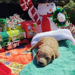 Buddy - Red  male Goldendoodle puppy in Dallas, Texas from Halo's Heroes Doodles