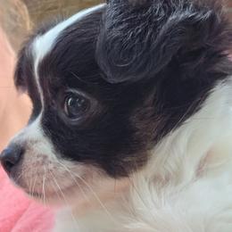 Tippy - Black and white male Chihuahua puppy in St. Louis, Missouri from Lisa's Starlit Chihuahas