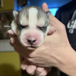 Jack - Gray and white male Siberian Husky puppy in Amery, Wisconsin from Sovereign Siberians
