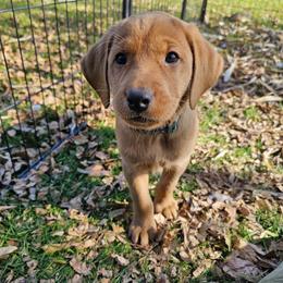 Johnston - Green Collar - Yellow male Labrador Retriever puppy in Boyd, Minnesota from Lindley Labradors