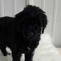Purple - Black female Poodle puppy in Hamilton, Ohio from Grandview Farm