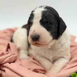 Mabel - Black and white female Sheepadoodle puppy in Willacoochee, Georgia from Kitandkboodle's Doodles