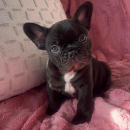 Kona - Black and white male French Bulldog puppy in Galt, California from The three little frenchies