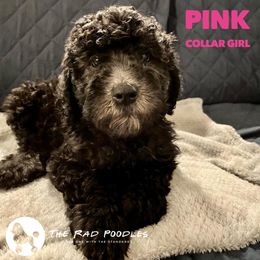 Poodle Puppies from The Rad Poodles