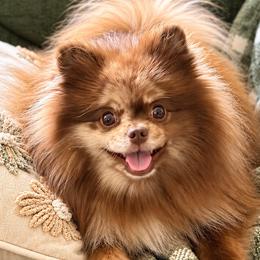 Roo - Pomeranian