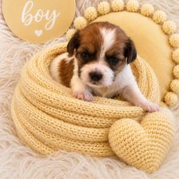 Yellow Collar - Liver and white male Shorkie puppy in Staten Island, New York from Sensational Shorkies