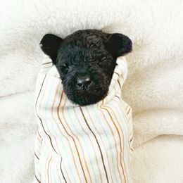 Ryker - Phantom male Goldendoodle puppy in Warrensburg, Missouri from Supreme Doodles