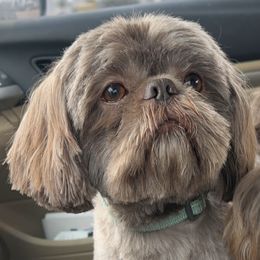 Chewy - Shih Tzu