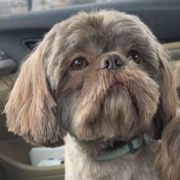 Chewy - Shih Tzu