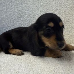 Boy 1 - Black and cream male Dachshund puppy in Spokane, Washington from Dearhaven Doxie
