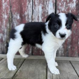 Sage (Girl 6) - Black and white female Border Collie puppy in Mosheim, Tennessee from Elawodi Border Collies
